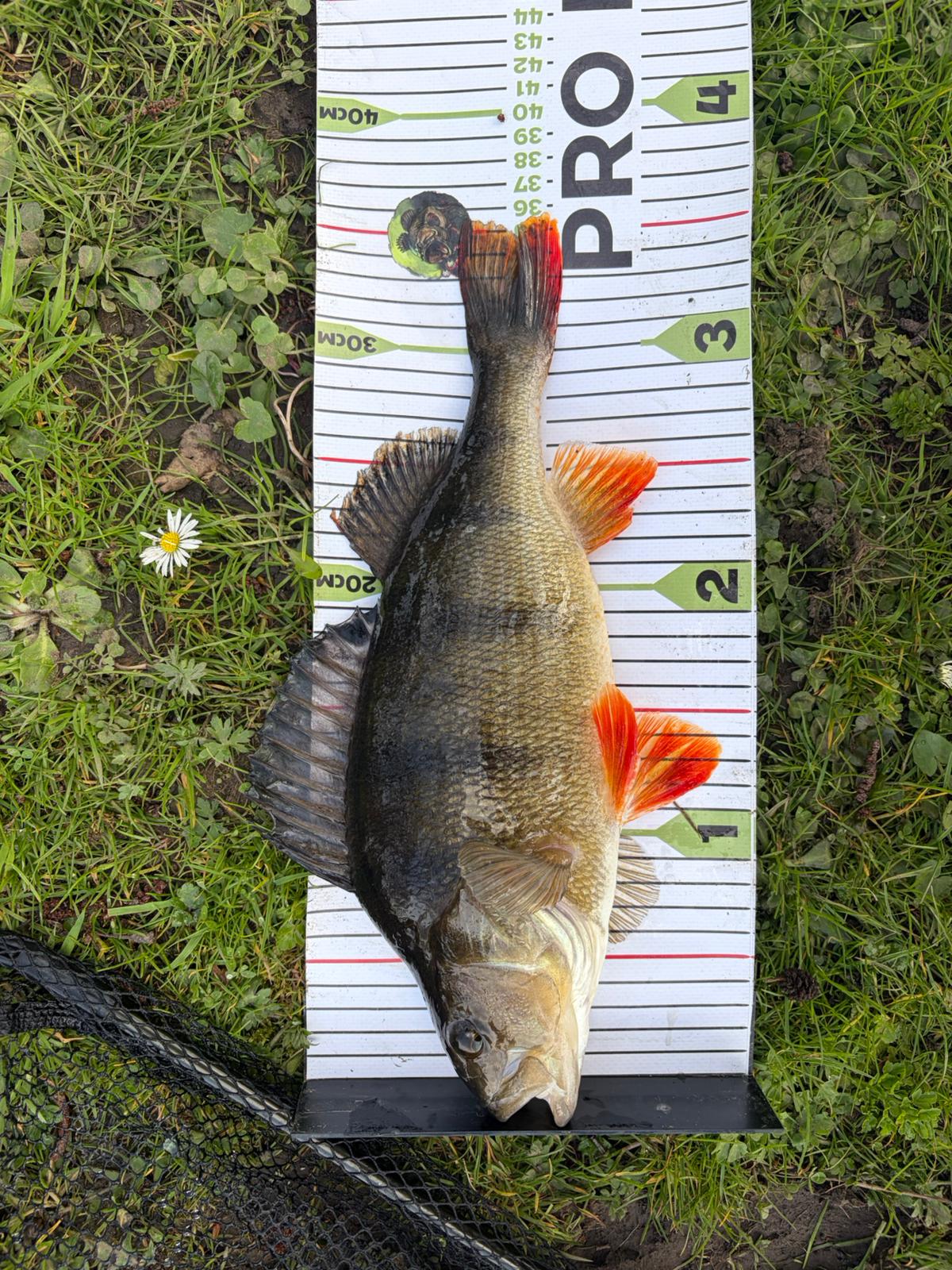 Cleveleymere private wild fishing catch photo 23